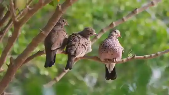 3 Pigeons Dans Arbre