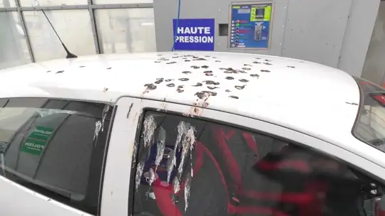 Fientes pigeons